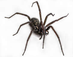 Image of Giant House Spider