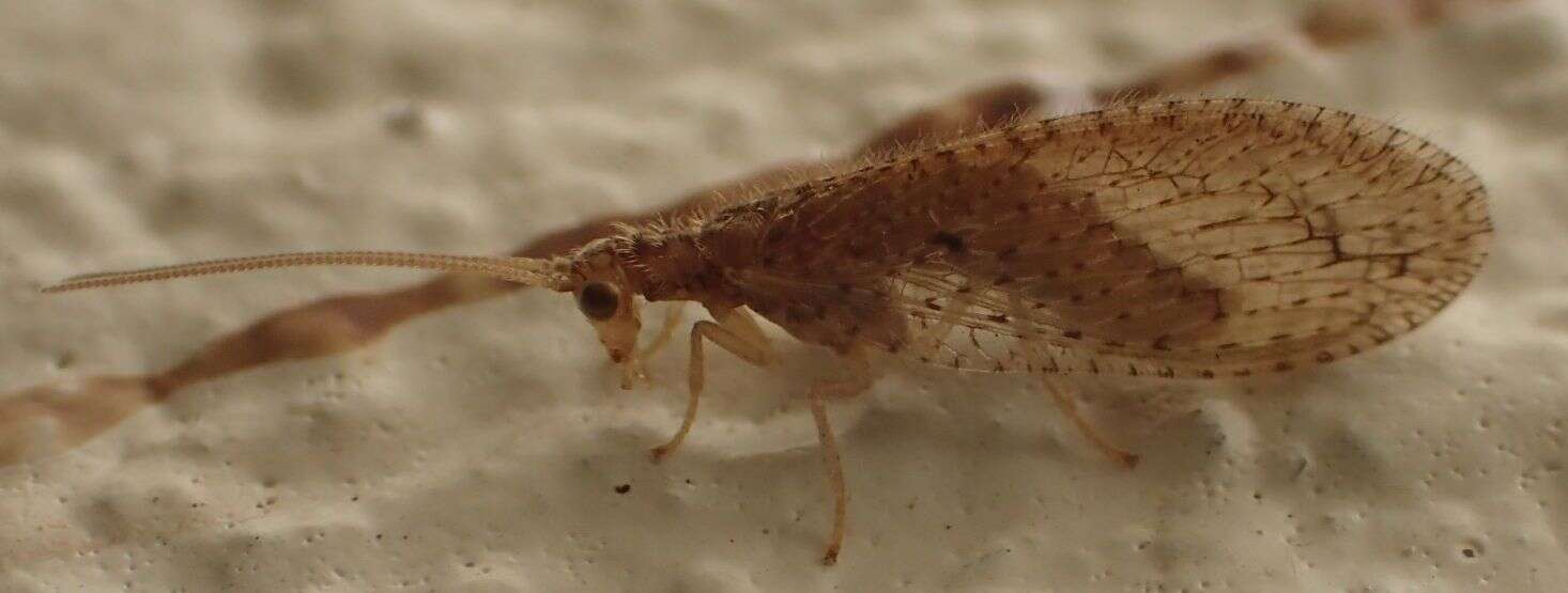 Слика од Micromus tasmaniae (Walker 1860)