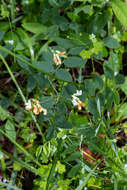 Imagem de Lathyrus holochlorus (Piper) C. L. Hitchc.