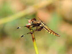 Image of Palpopleura vestita Rambur 1842