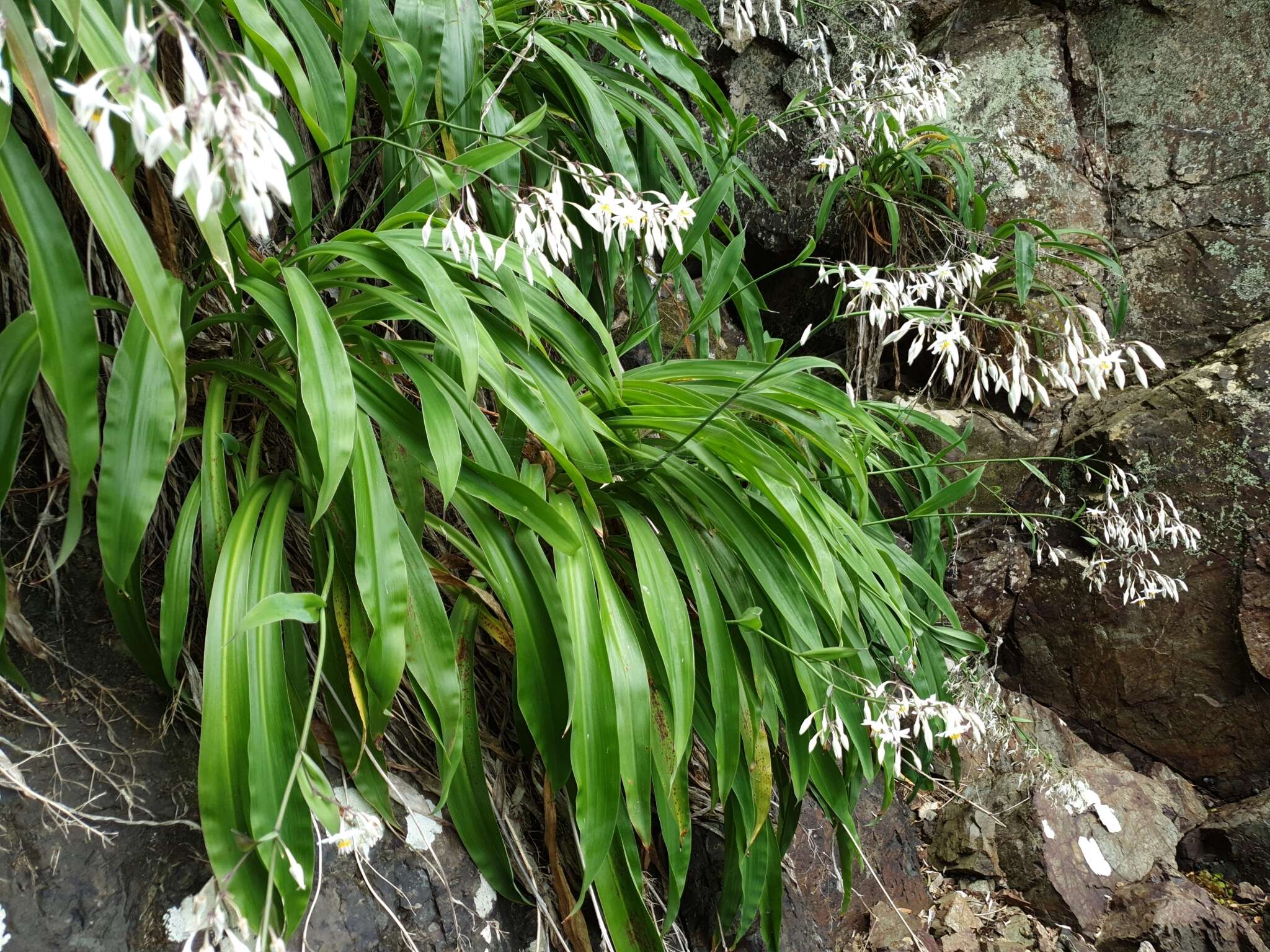 Image of Arthropodium bifurcatum Heenan, A. D. Mitch. & de Lange