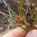 Image of Gaudichaud's sawsedge