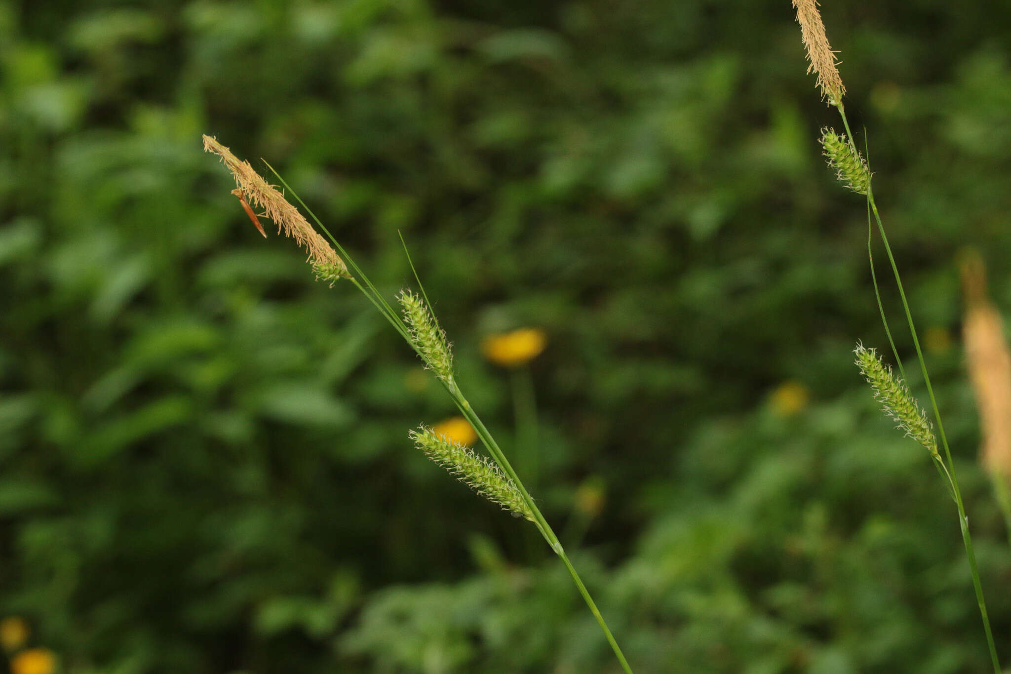 Image of smooth-stalked sedge