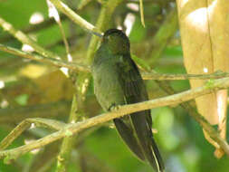 Image of Rufous-gaped Hillstar