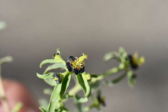 Image of Euphorbia tibetica Boiss.