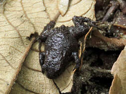 Image de Geobatrachus walkeri Ruthven 1915