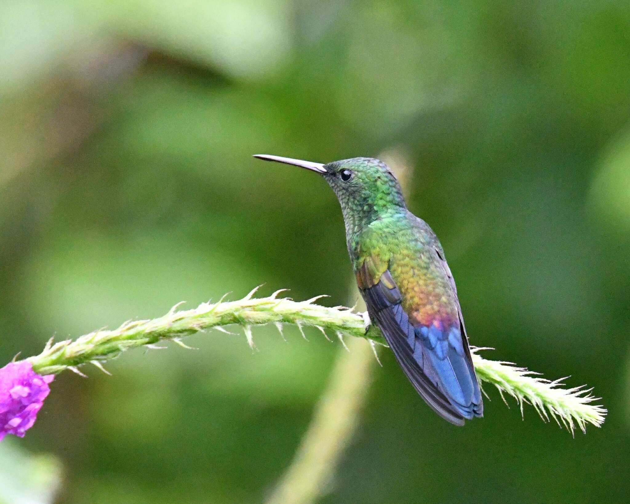 Image of Blue-vented Hummingbird