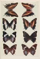 Image of Charaxes