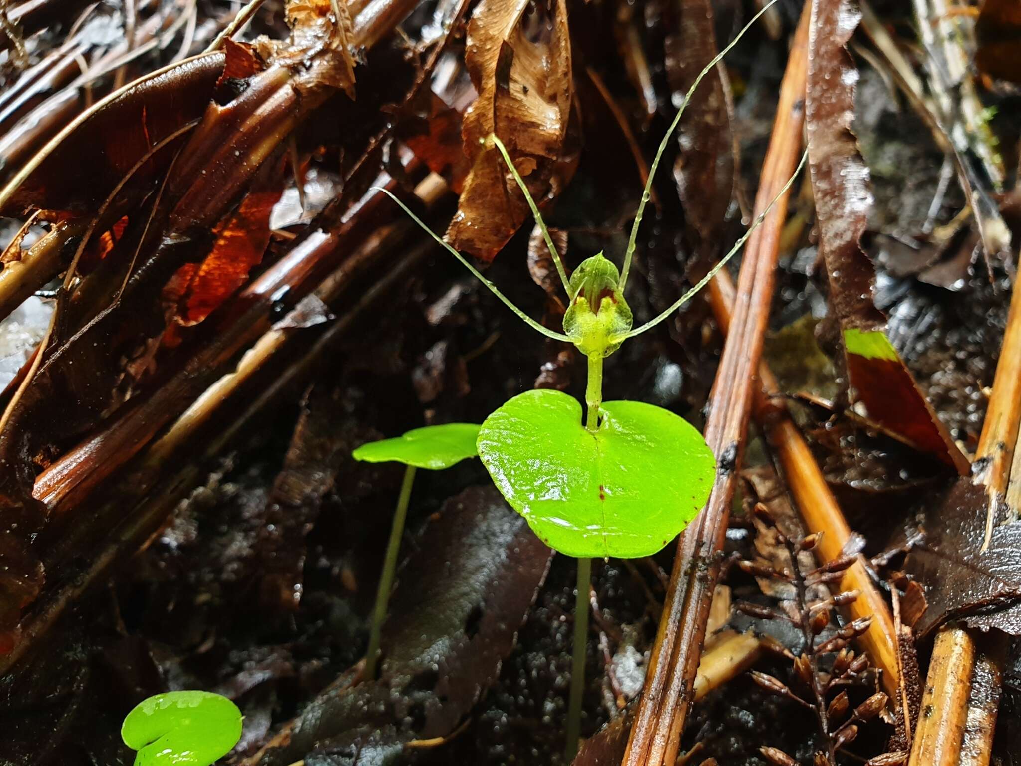 Image of Corybas papa Molloy & Irwin