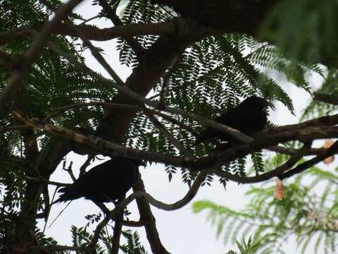 Image of Screaming Cowbird