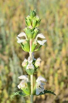 Image of Phlomoides septentrionalis (Popov) Adylov, Kamelin & Makhm.