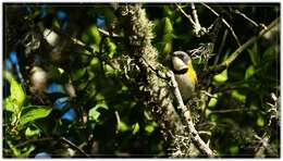 Image of Rudd's Apalis