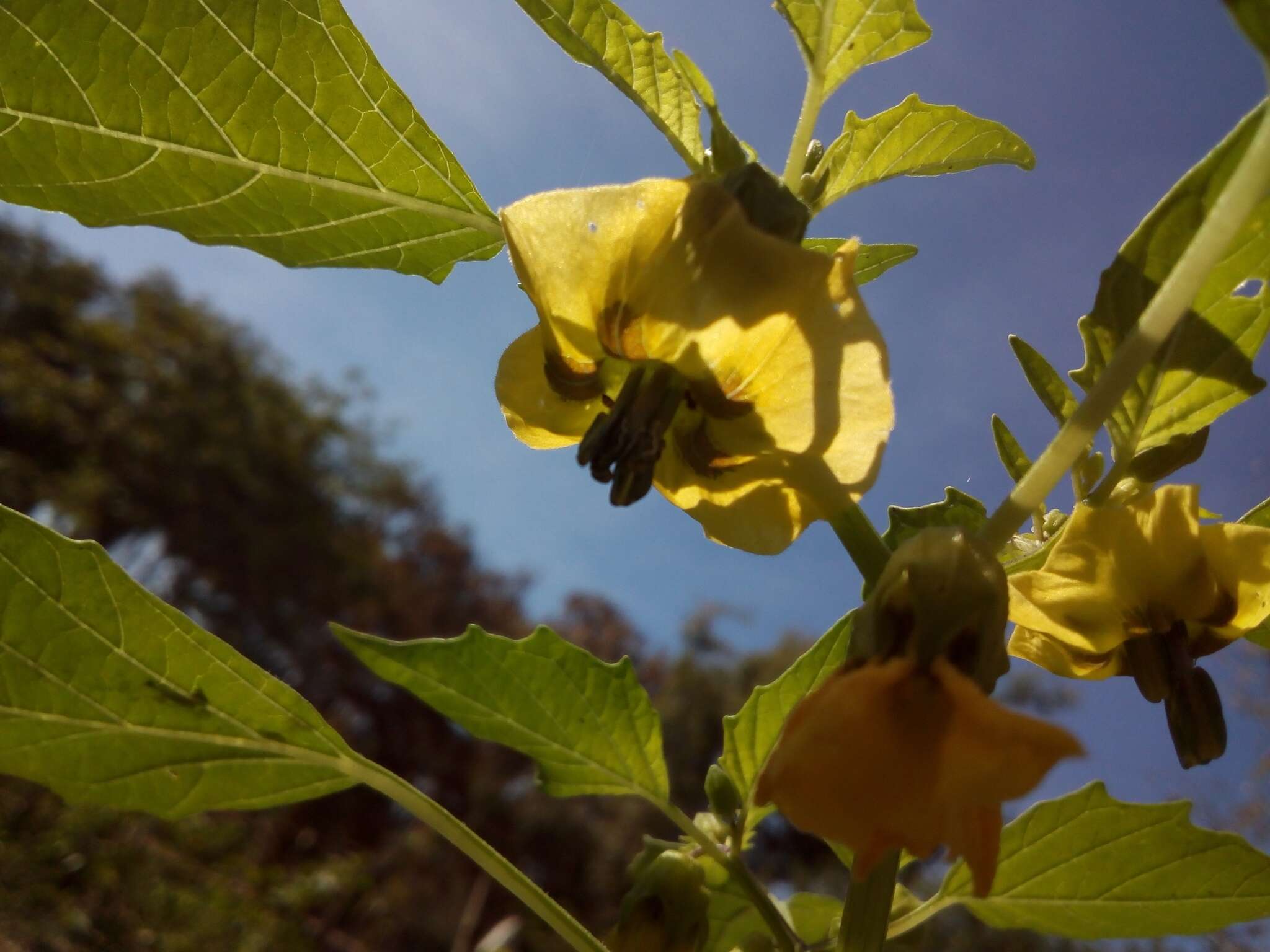 Physalis philadelphica Lam. resmi