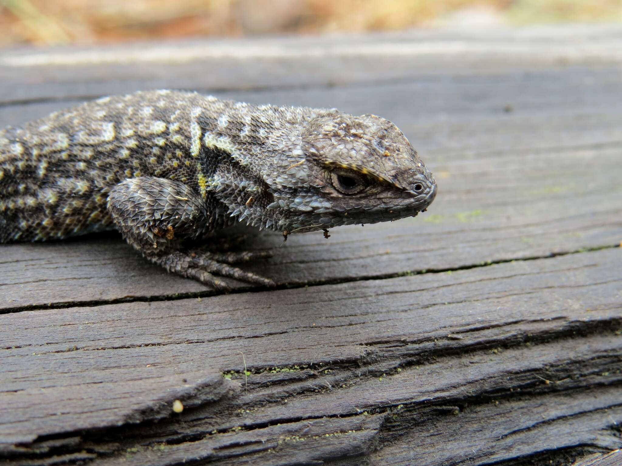 Image of Anahuacan Bunchgrass Lizard