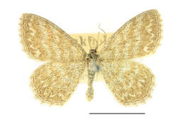 Scopula immorata Linnaeus 1758 resmi