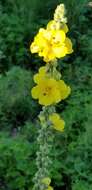 Image of orange mullein