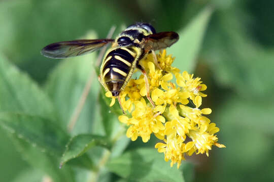 Image of Sericomyia chrysotoxoides Macquart 1842