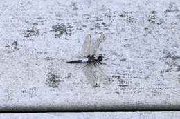 Image of Chalk-fronted Corporal