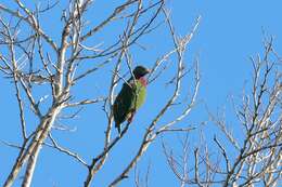 Image of Claret-breasted Fruit Dove