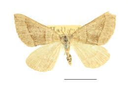 Image of Scotopteryx luridata