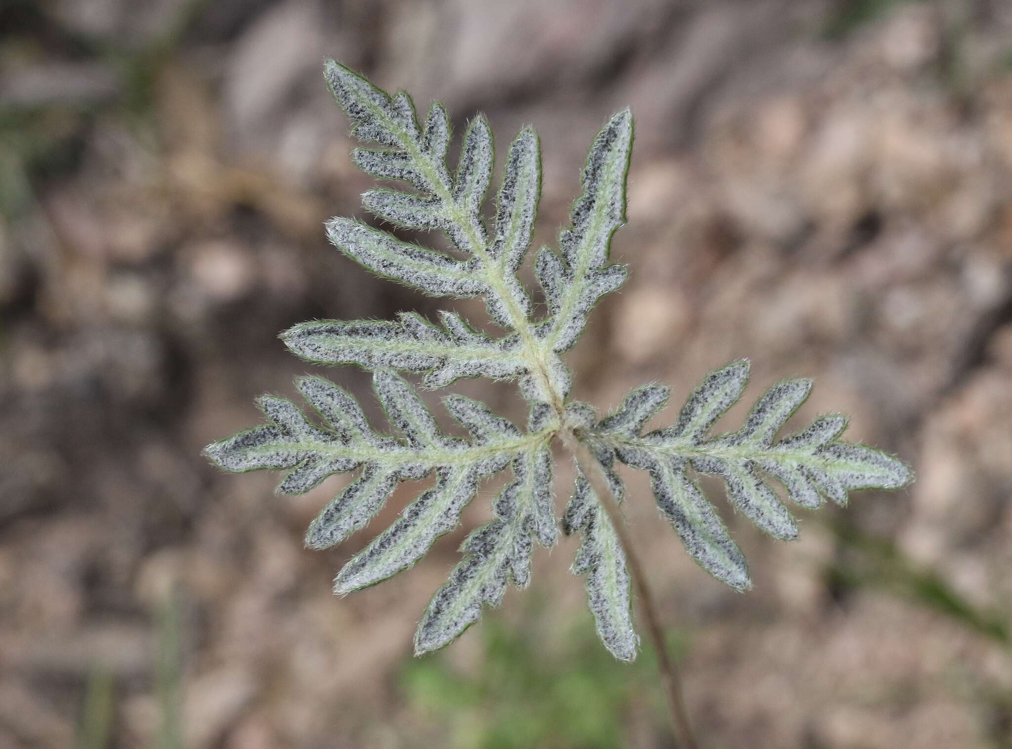 Image of bommeria fern