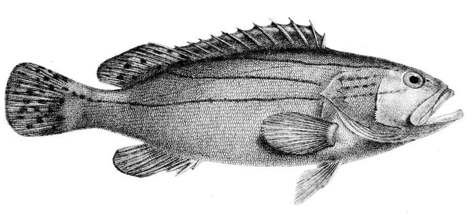 Epinephelus latifasciatus (Temminck & Schlegel 1842) resmi