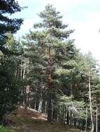 Image of Scotch Pine