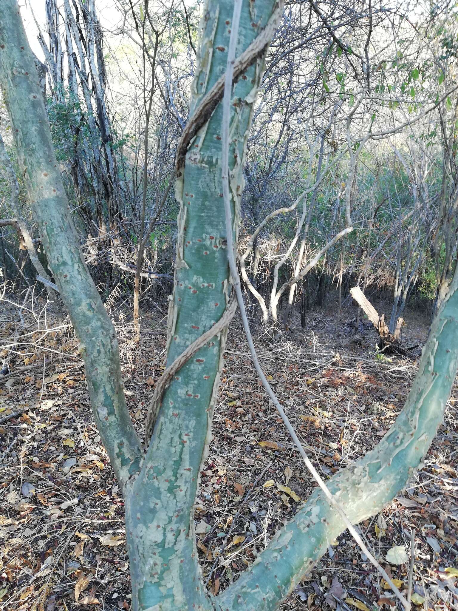 Image of Bursera silviae Rzed. & Calderón