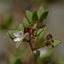 Image of Veronica rubrifolia subsp. rubrifolia