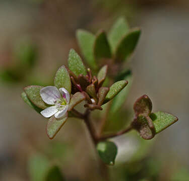 Image of Veronica rubrifolia Boiss.