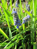 Imagem de Muscari armeniacum H. J. Veitch