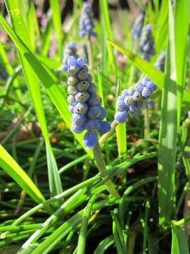 Image of Armenian grape hyacinth