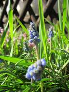 Imagem de Muscari armeniacum H. J. Veitch