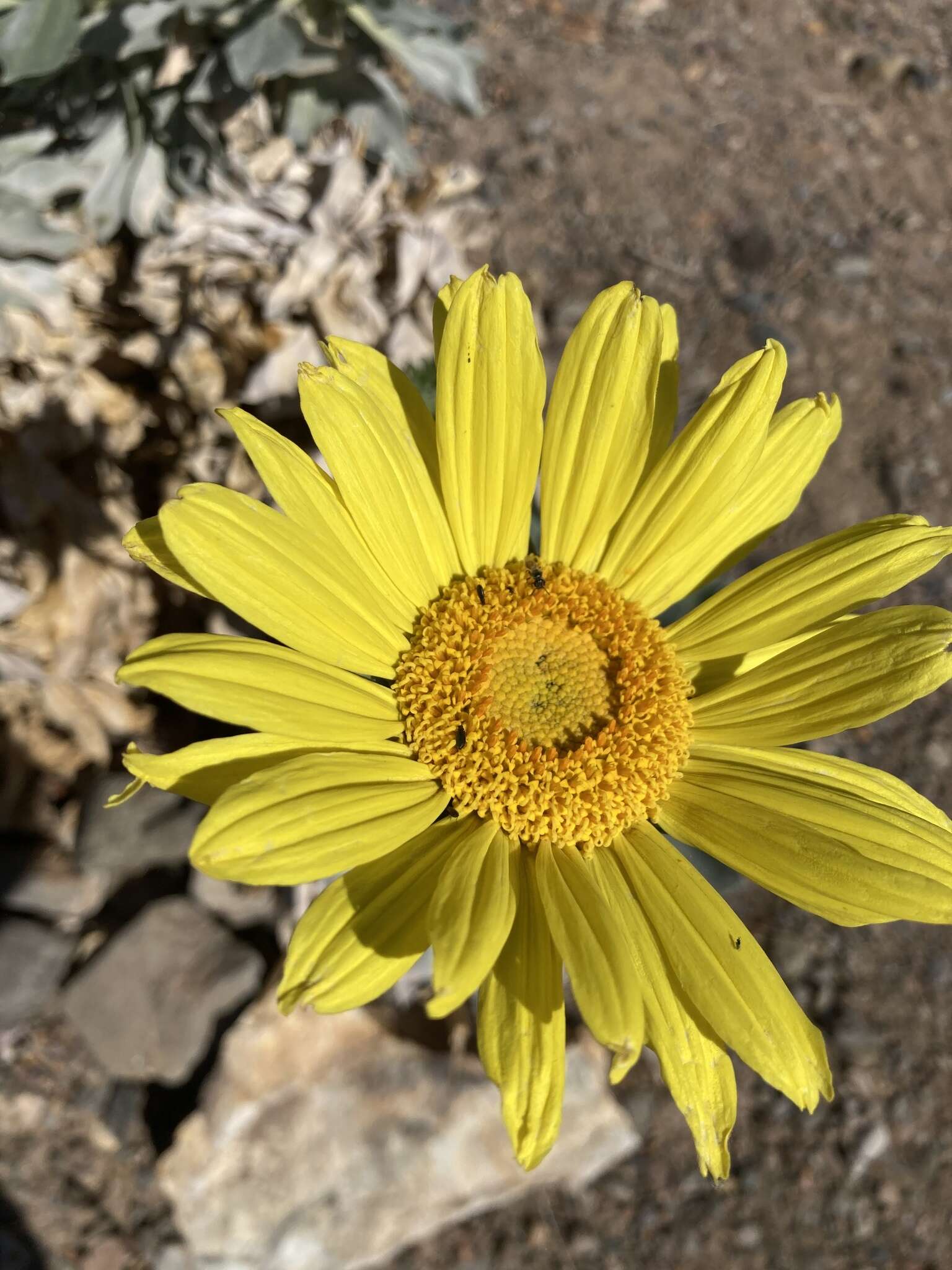 Image of Panamint daisy