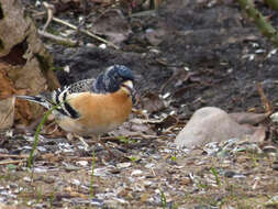 Image of Brambling