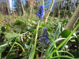 Imagem de Muscari armeniacum H. J. Veitch