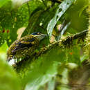 Image de Cotinga écaillé