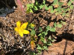 Image of Hypericum aethiopicum subsp. sonderi (Bred.) N. K. B. Robson