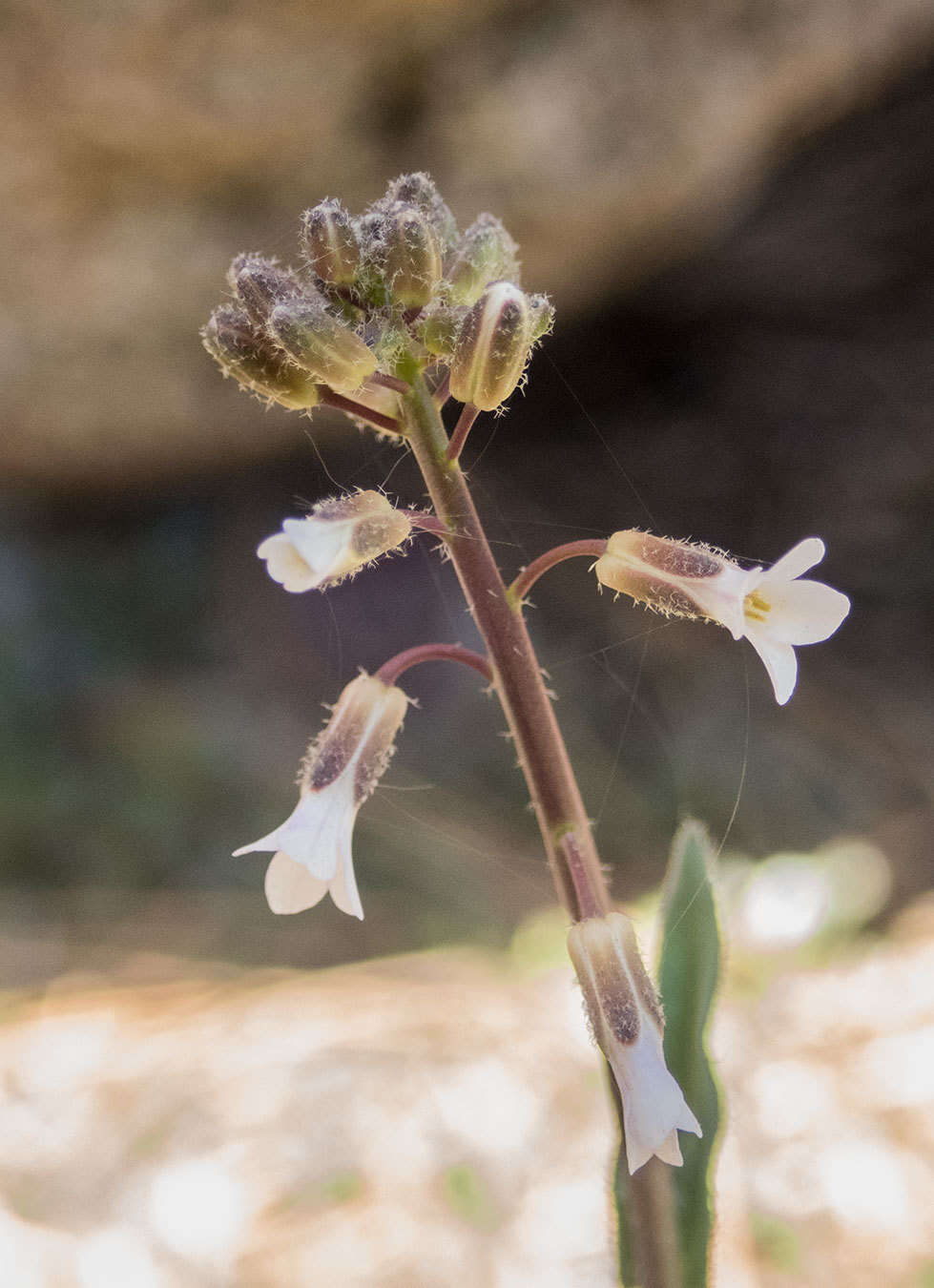 Image of Holboell's rockcress