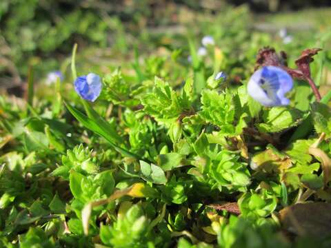 Image of birdeye speedwell