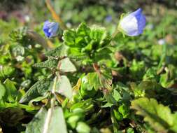 Image of birdeye speedwell