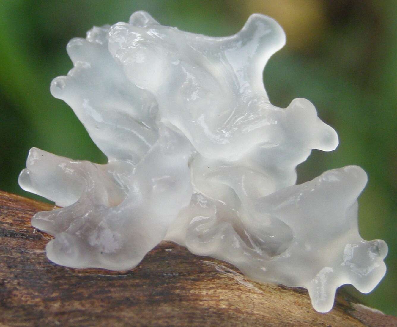 Image of snow fungus