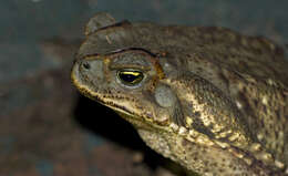 Image of Cururu Toad