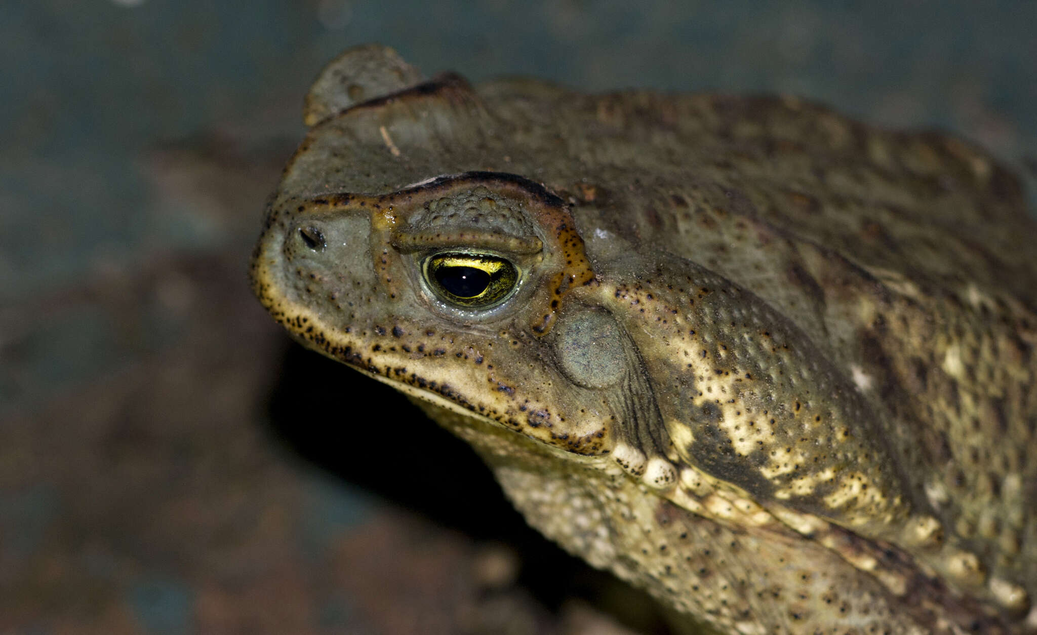 Image of Cururu Toad