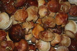 Image of queen scallop