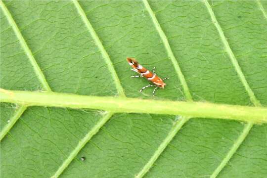 Image of horse-chestnut leaf miner