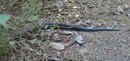 Image of Indigo Snake