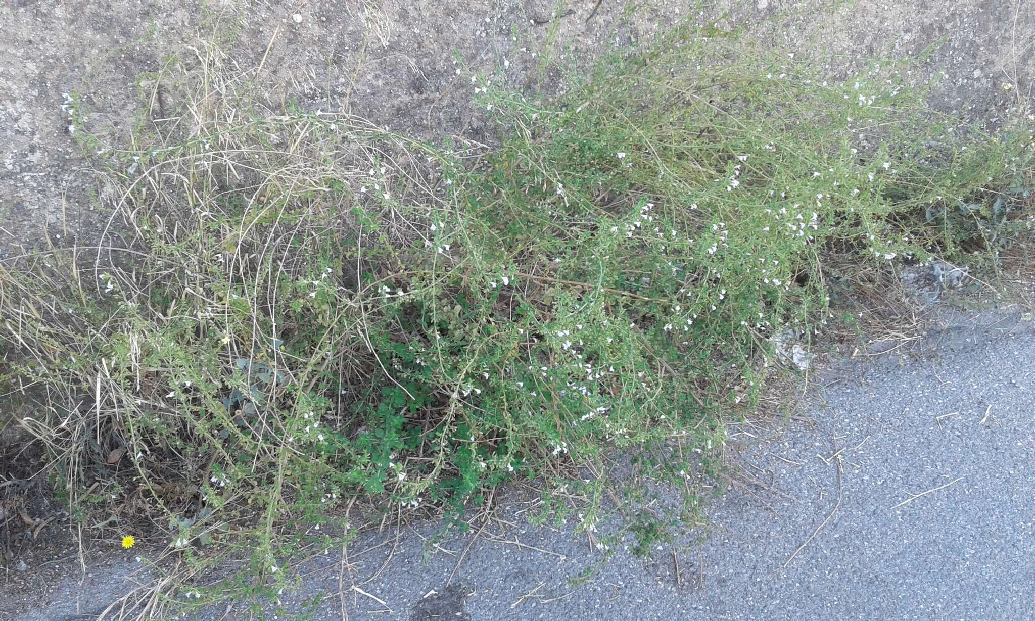 Image of Lesser calamint