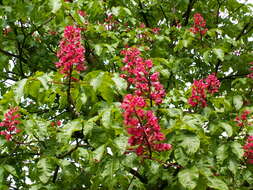 Image of red horse-chestnut