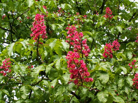 Image of red horse-chestnut